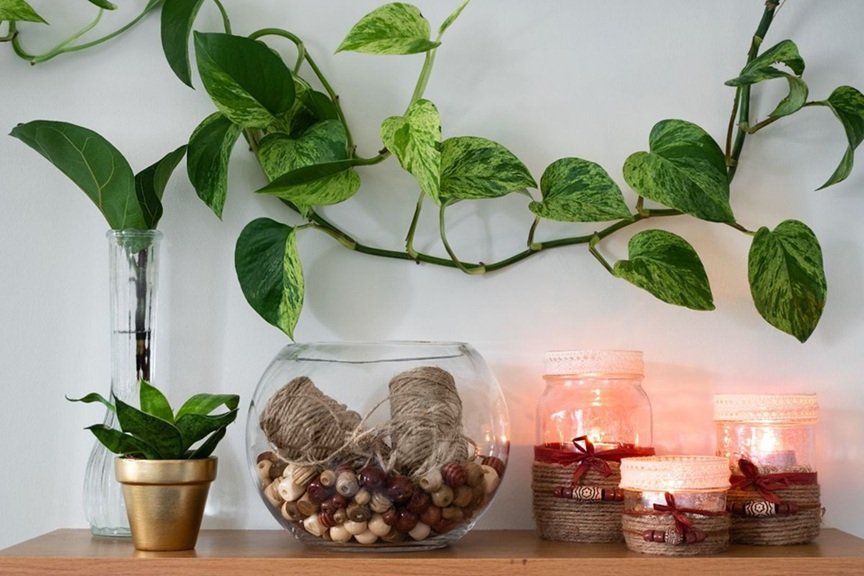 Money Plant